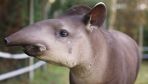 Nordic-blooded tapir Toralf finds home in care center in southern Poland