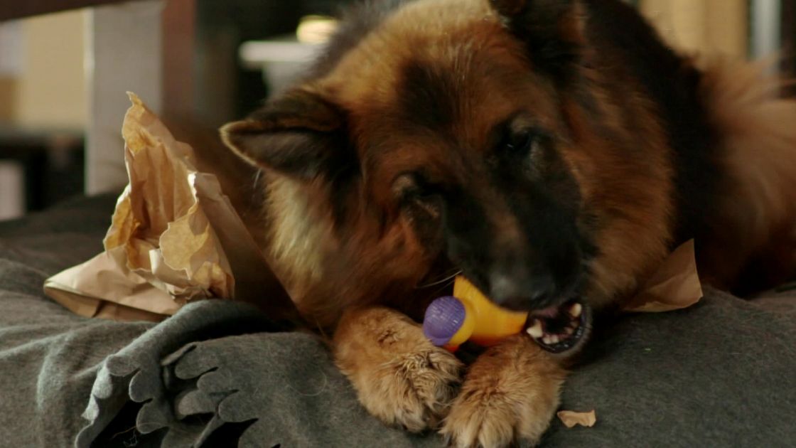 Комиссар рекс хоффман. Комиссар рекс. Комиссар рекс 8 1. Штокингер комиссар рекс. Комиссар рекс мозер.