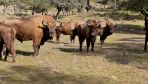 Polish bison take on a unique firefighting role in Portugal 