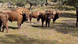 The large herbivores graze on flammable vegetation, creating natural firebreaks. Photo: Juan de Dios Ortiz/Europa Press/Getty Images.