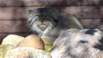 Polish cuteness triumphs as Magellan the manul yanks World Cup