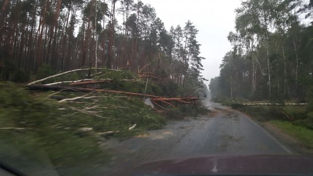 Powalone drzewa w Borach na trasie Legbąd - Tuchola (fot. Marcin Góral)