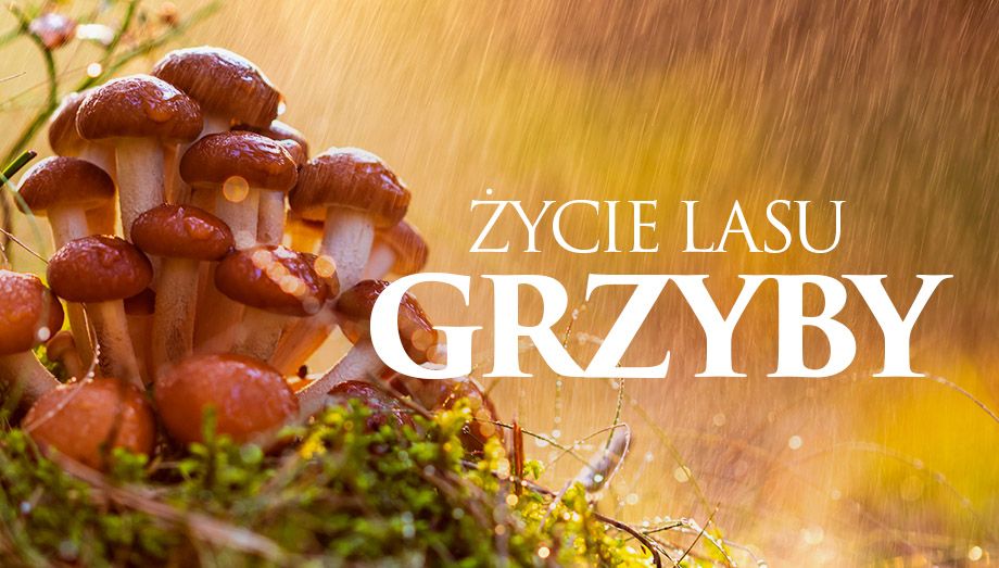 PL - ?YCIE LASU - GRZYBY (2020) DOKUMENT - PRZYRODNICZY from Crystal panel