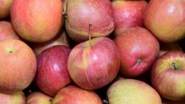 Poland is the largest apple producer in Europe and the fourth largest in the world. Photo: Bastiaan Slabbers/NurPhoto via Getty Images