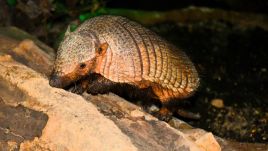 A 10-year-old female hairy armadillo has arrived at a zoo in Poznań. Photo: TVP Poznań.