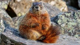 Świstak żółtobrzuchy (Marmota flaviventris). Fot. Shutterstock