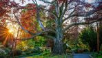 Polish ‘Heart of the Garden’ beech tree wins European Tree of the Year award