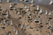 Bird photography demands a lot of patience, says Długosz. Photo: Grzegorz Długosz 