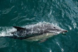 Uznawany za rosyjskiego szpiega delfin został zastrzelony, fot. Getty Images/Joseph Prezioso/Anadolu