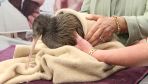 Symbol of New Zealand gets its own hospital