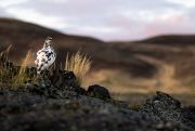 Widely traveled, he lists Iceland, the Arctic and northern Norway as his favorite destinations. Photo: Grzegorz Długosz 