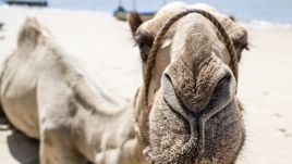 The camel milk hydrogel could revolutionize the treatment of chronic wounds. Photo: Katie G. Nelson/SOPA Images/LightRocket via Getty Images