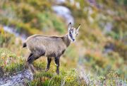 The first robot will be designed to have legs similar to an Alpine chamois. Photo: Wikicommons / Giles Laurent 