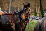 Pielgrzymka konna szlakiem św. Jakuba [fotogaleria], fot. Rafał Marcinkiewicz