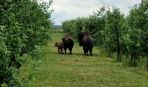 Escaped bison captured after months on the run