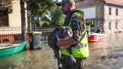 Many people took appeals to heart to take good care of their pets. Photo: Beata Zawrzel/NurPhoto via Getty Images 