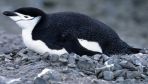 Chinstrap penguins mastered the art of micro power naps - they take thousands daily