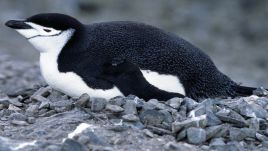 Chinstrap Penguin (Pygoscelis antarcticus), Spheniscidae, Aitcho Islands, Antarctica. Photo: DeAgostini/Getty Images