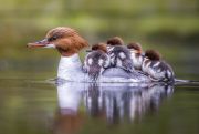 Długosz provides a powerful glimpse into the private lives of birds. Photo: Grzegorz Długosz 