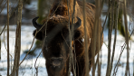 European bison population soars in Poland’s Białowieża National Park