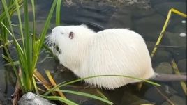 The white nutria, which is considered one of the most ecologically harmful invasive species on the planet, was captured on video chomping on rushes at a reservoir in Kluczbork. (Photo: Piotr Sitnik)