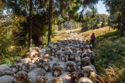 Hundreds of sheep each year walk from the summer pastures to their winter pens Photo: <a href=" https://www.facebook.com/profile.php?id=100064857841592" target="_blank"> Krystian Kiwacz </a> 