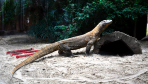 The largest Komodo dragon Czechs in at Polish zoo