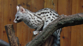 Common genet. Photo via Wikipedia Commons CC BY-SA 3.0