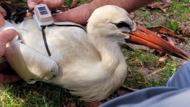 Spotted in a Polish village, the bird is an unusual sight at this time of year. Photo Pomeranian Center for the Rehabilitation of Wild Animals ‘Ostoja’ via Facebook