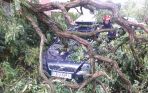Złamane kolejne drzewo przygniotło kolejne auto (fot. Łukasz Opara)