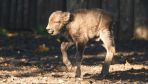 Newly-born European bison calves await visitors at Wrocław Zoo