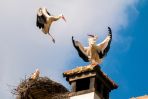 Beaky Blinders! Storks injured in brutal battle saved by local firemen  