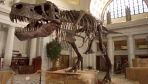 Scientists in Germany call for renaming of numerous dinosaurs