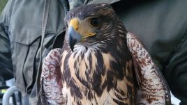 The rescued Harris' hawk in Bielsko-Biała. Photo by Jadźkaa Jadziuchna via Facebook