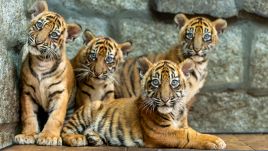 The birth is now being hailed as a boost to the population of one of the world’s most endangered big cats. Photo: Wrocław Zoo