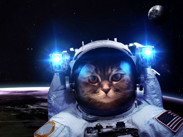 Gdyby tylko chciał, kot podbiłby Kosmos (fot. shutterstock) - Telewizja Polska SA