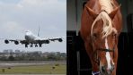 Marefriggin’ horse on a marefriggin’ plane: Boeing returns to JFK due to animal loose in cargo hold