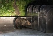 A wild brown bear sniffs waste containers in search of food in Baile Tusnad, Romania, 09 June 2017. Photo by: Nandor Veres via PAP