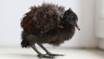 Warsaw Zoo welcomes rare pheasant pigeon chick in historic first for Poland