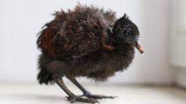 The pheasant pidgeon chick hatched in the Warsaw Zoo. Photo: Ptaszarnia Warszawskiego Zoo/D.Aleksandrovich