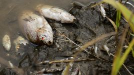 Environmental specialists are exploring several possible triggers of the die-off. Illustrative photo by Romain Doucelin/NurPhoto via Getty Images