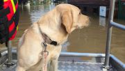 Three-year-old Bajka excelled on her first waterborne operation. Photo: Jednostka Ratownictwa Specjalistycznego OSP Skarbimierz 