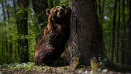 No bears are permanently residing in Lithuanian forests, but some occasionally wander in from Latvia or Belarus. Photo by Leon Neal/Getty Images