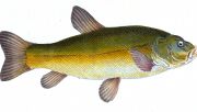 Tench, one of the fish species now rare in Balaton, according to researchers. Photo