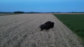 The lone bison was last seen roaming fields in between the towns of Jędrzejów and Włoszczowa in southern Poland. Photo by: Facebook Zbigniew Hamera.