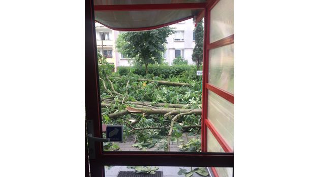 Połamane drzewa i konary zablokowały wjście z klatki schodowej bloku (fot. Karolina Sadecka)