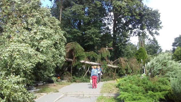 Drzewa wyrwane z korzeniami uszkodziły nagrobki na cmentarzu w Nakle (Bartłomiej Wnuk)