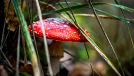 Sellers claim the mushrooms are mainly used for ointments, but some admit customers ingest them for their psychoactive properties. Photo: PAP/Tytus Żmijewski