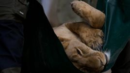 The three-year-old Yuna, kept near Kyiv, was traumatized when debris from a Russian missile attack landed 300 meters away from her enclosure. Photo: The Big Cat Sanctuary/Facebook.