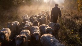 Shepherd leading his herd through the Beskidy mountains in southern Poland Photo:   <a href=" https://www.facebook.com/profile.php?id=100064857841592" target="_blank"> Krystian Kiwacz </a> 